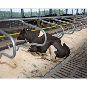 Galvanized Animal Cubicle, For Dairy