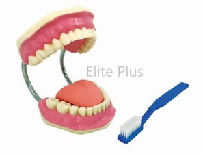ZX-1427 Teeth Care Model Enlarged with Giant Teeth Brush