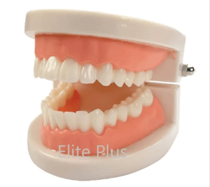 ZX-1442 Dental Model Life Size