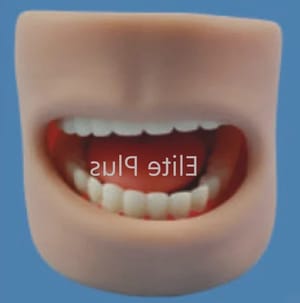 ZX-NS6503 Teeth Model in Oral Cavity, For Hospital