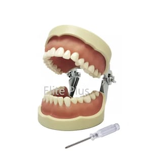 ZX-1443 Dental Practice Typodont Model, For Hospital