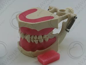 Orthodontic Jaw Training Model, Model Name/Number: SP069