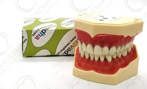 Dental Typodont Jaw - Navadha ZX, Model Name/Number: NA214